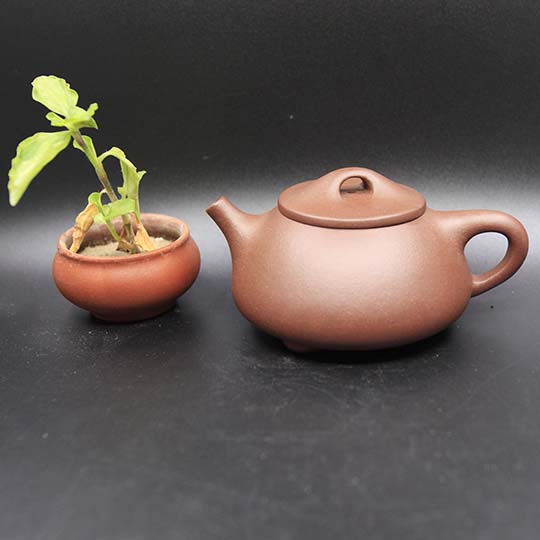 ​紫砂壶只能泡乌龙茶和普洱茶吗？  2